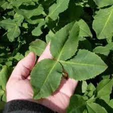 FIXATION BALANSA CLOVER BULK #