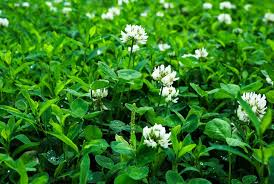 BERSEEM FROSTY CLOVER 50#