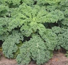 KALE LB