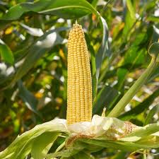 CORN OPEN POLLINATED