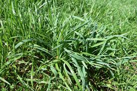 ANNUAL RYEGRASS BULK 1#