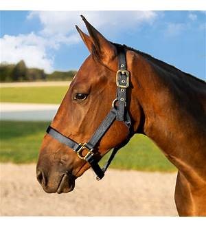 HORSE HALTER YEARLING 300-500# W/ADJ CHIN & SNAP