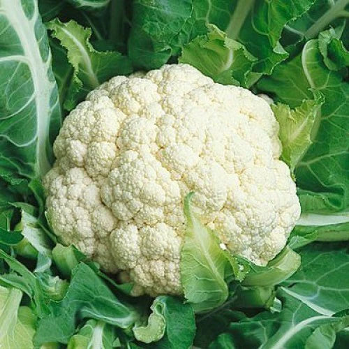 SNOWBALL CAULIFLOWER