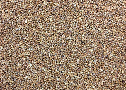 SORGHUM BMR ENDURANCE