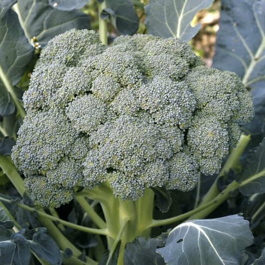 WALTHAM 29 BROCCOLI